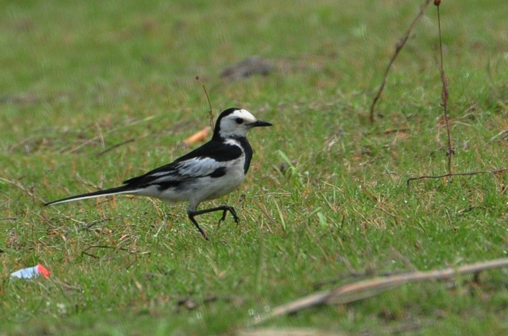 用尼康D90，70-300头拍鸟