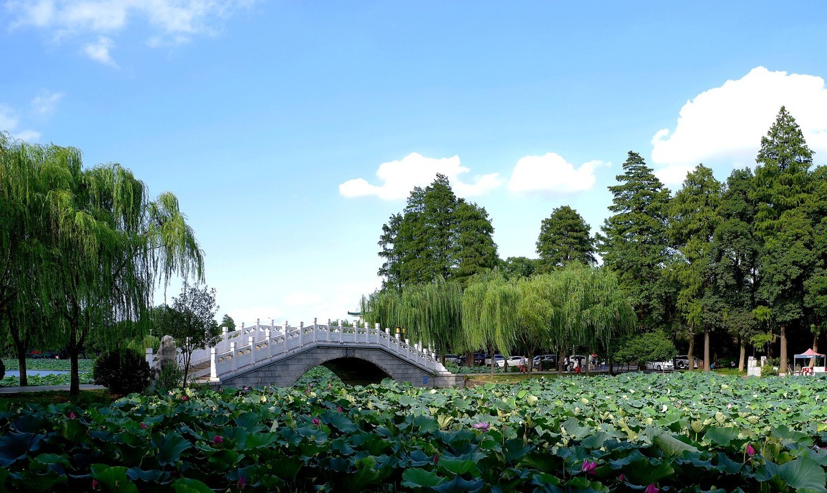 武汉印象夏日东湖