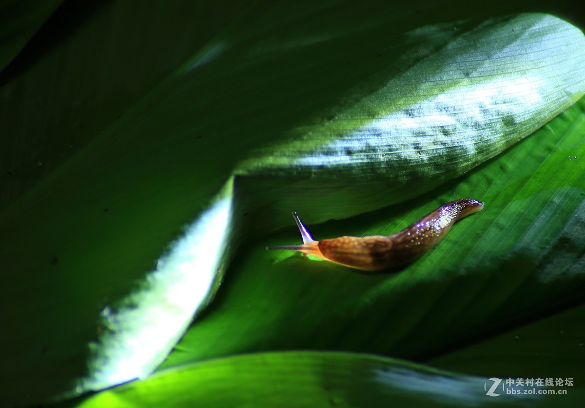 微距习拍晨曦运动的昆虫