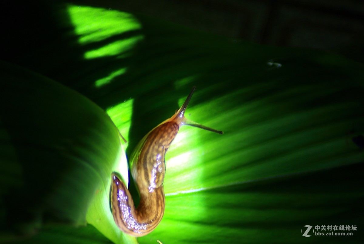 微距习拍晨曦运动的昆虫