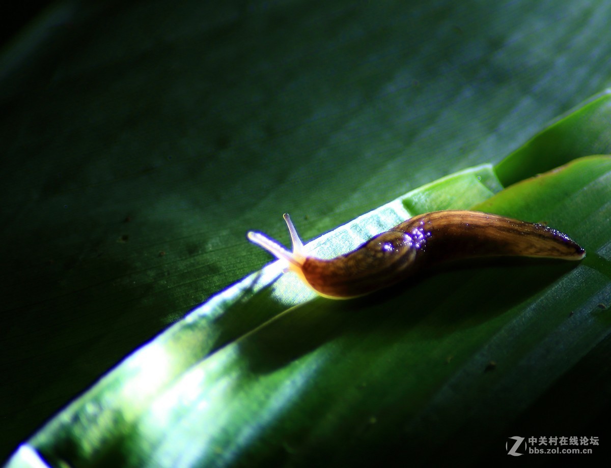 微距习拍晨曦运动的昆虫