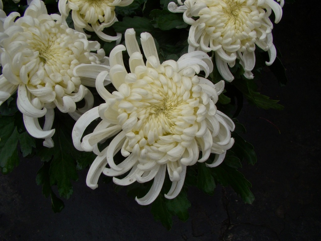 白色菊花种类图片