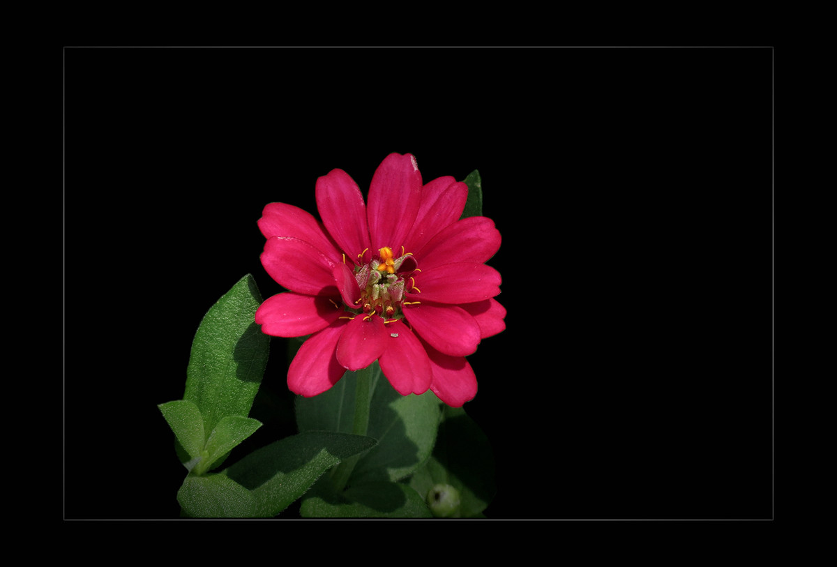 小红花和孔雀草