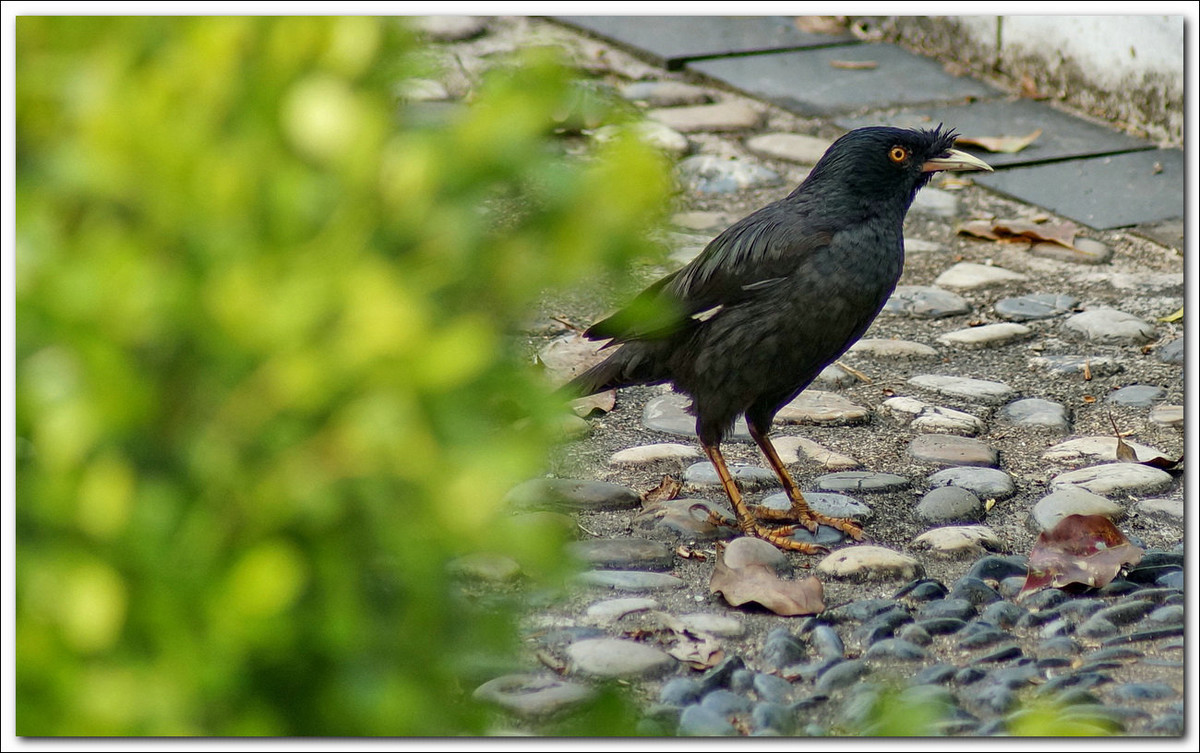 【乌鸦与八哥】