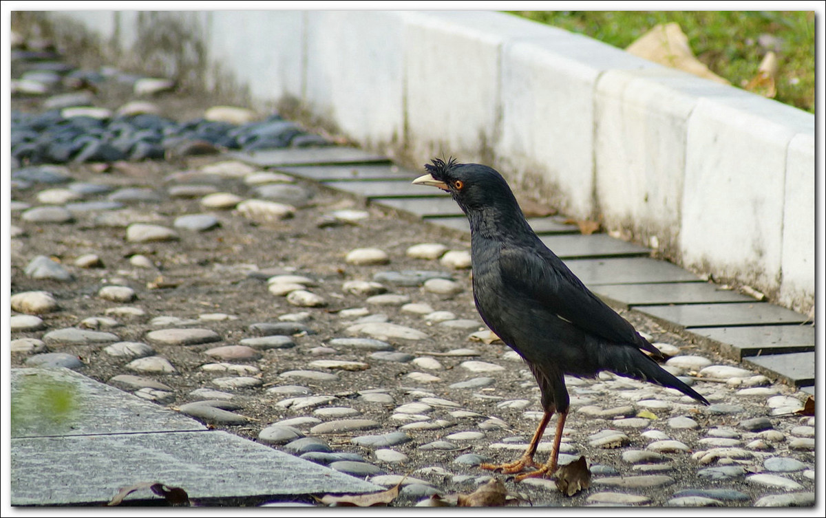 【乌鸦与八哥】