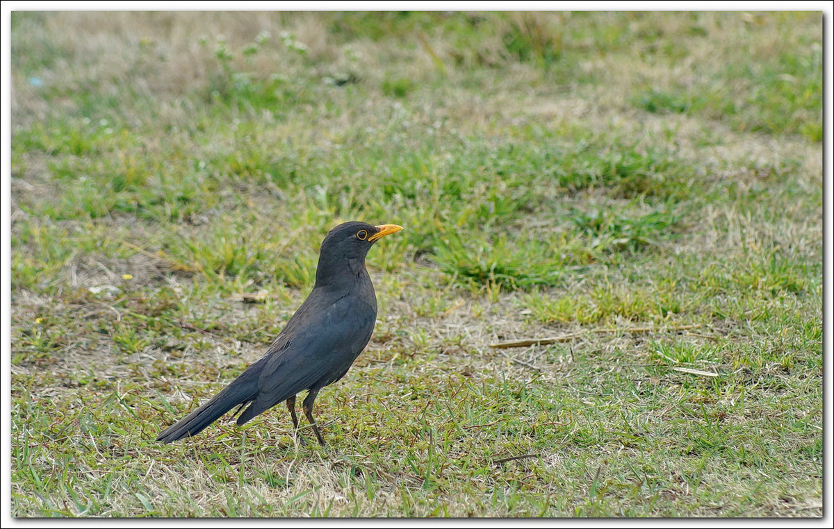【乌鸦与八哥】