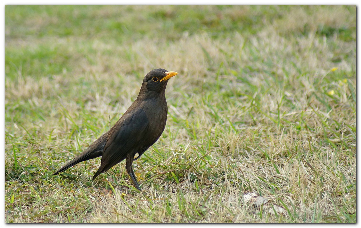 【乌鸦与八哥】