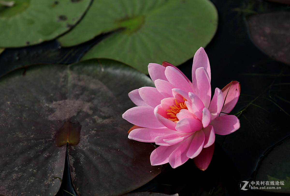 睡莲花一组，贺好友“晚之秋”荣任佳能5DsR板块版主。