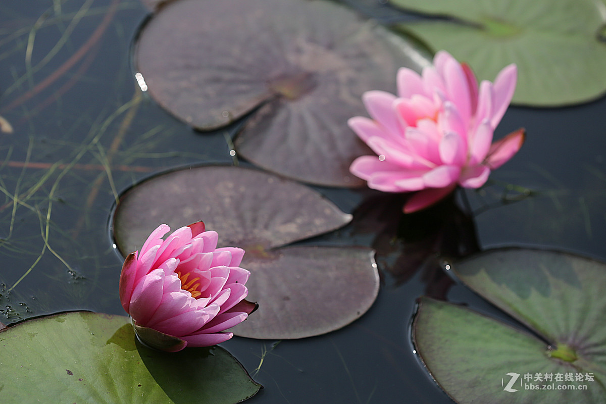 睡莲花一组，贺好友“晚之秋”荣任佳能5DsR板块版主。