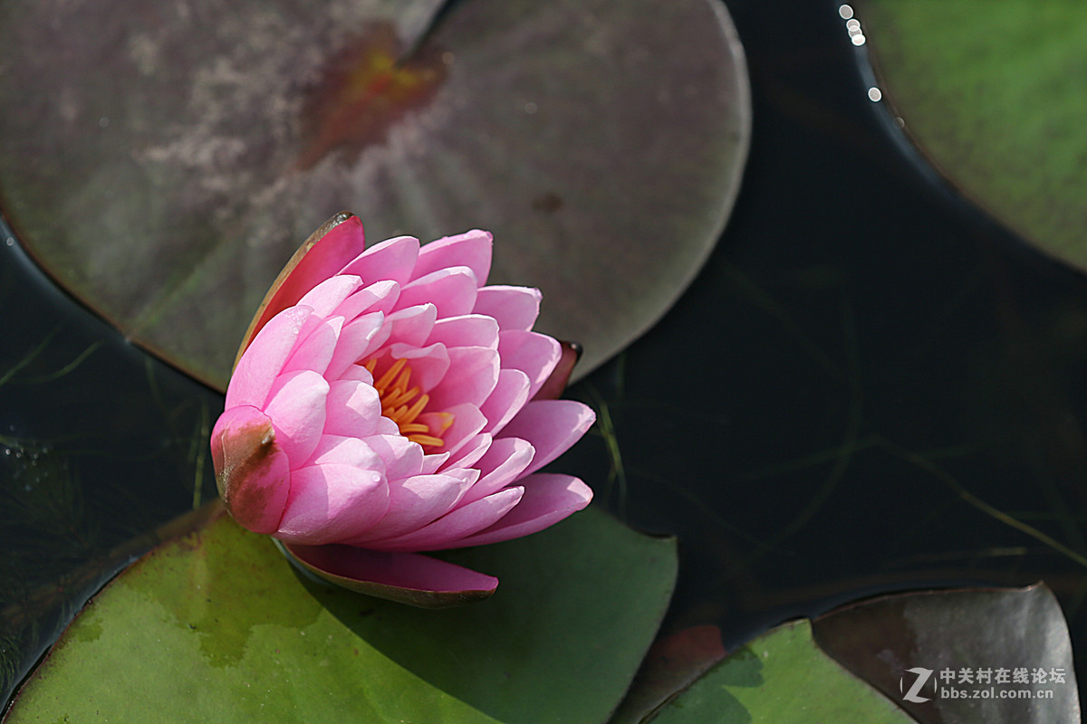 睡莲花一组，贺好友“晚之秋”荣任佳能5DsR板块版主。