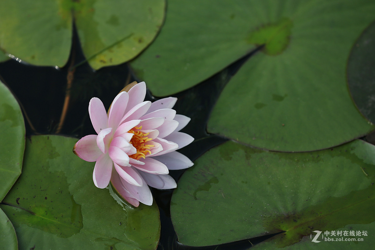 睡莲花一组，贺好友“晚之秋”荣任佳能5DsR板块版主。
