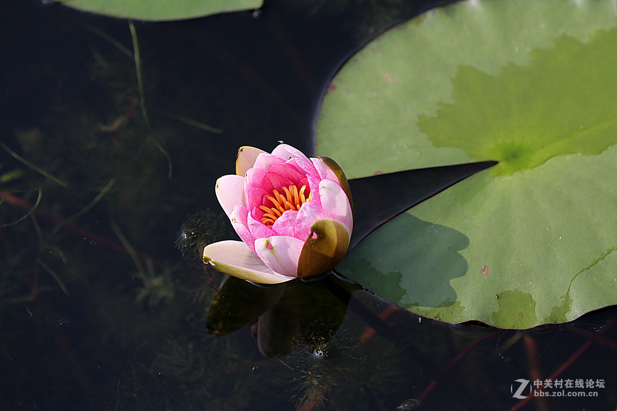 睡莲花一组，贺好友“晚之秋”荣任佳能5DsR板块版主。