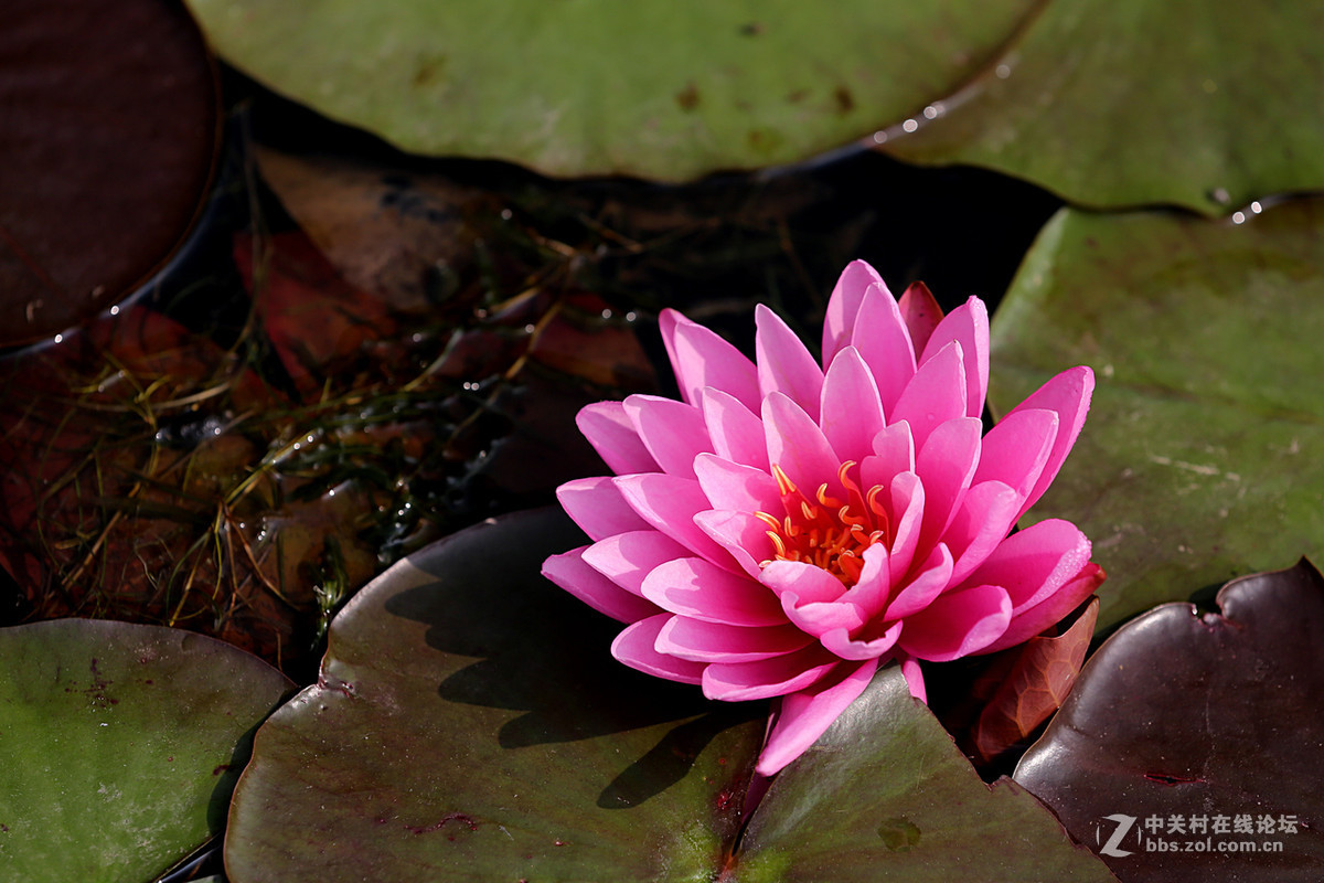 睡莲花一组，贺好友“晚之秋”荣任佳能5DsR板块版主。