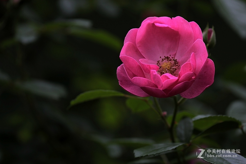 蔷薇花一组--祝贺晚之秋荣任5DS星空(中国)版主，祝5DS星空(中国)红红火火----
