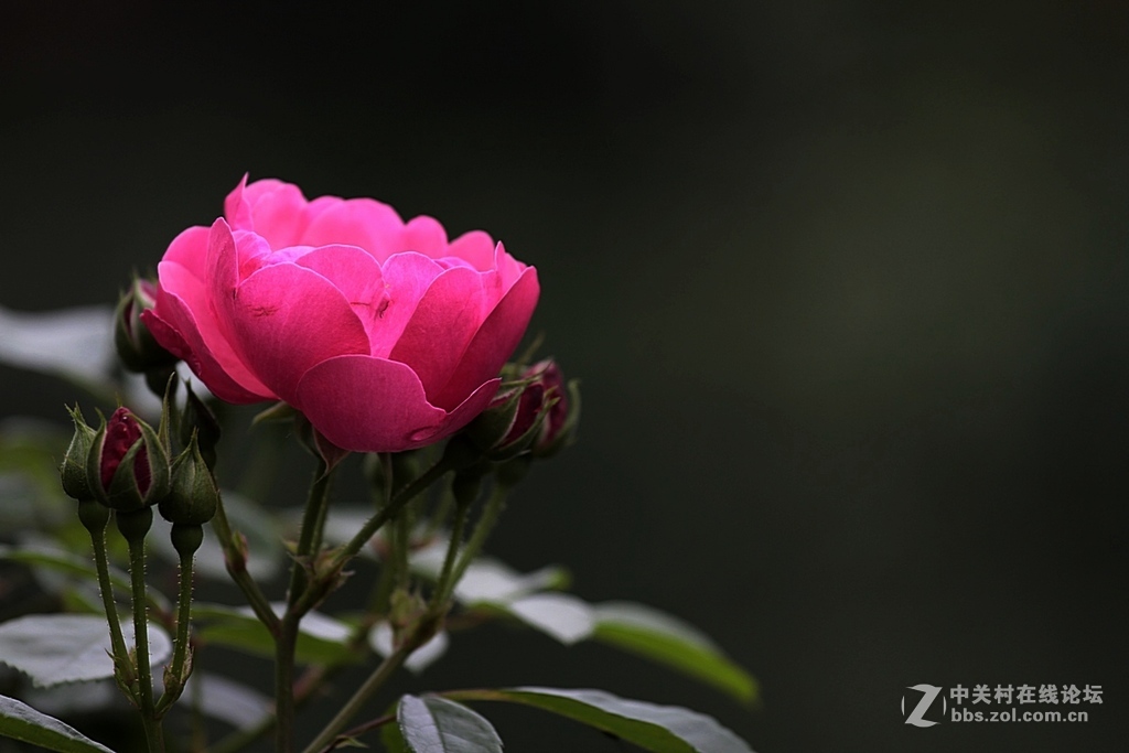 蔷薇花一组--祝贺晚之秋荣任5DS星空(中国)版主，祝5DS星空(中国)红红火火----