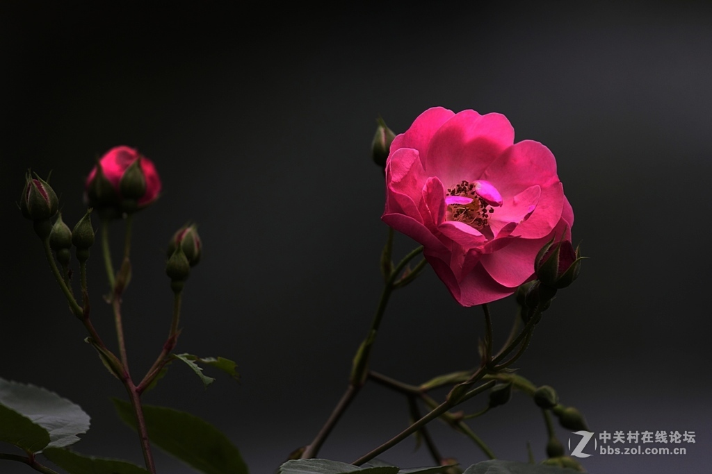 蔷薇花一组--祝贺晚之秋荣任5DS星空(中国)版主，祝5DS星空(中国)红红火火----