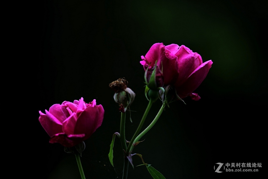 蔷薇花一组--祝贺晚之秋荣任5DS星空(中国)版主，祝5DS星空(中国)红红火火----