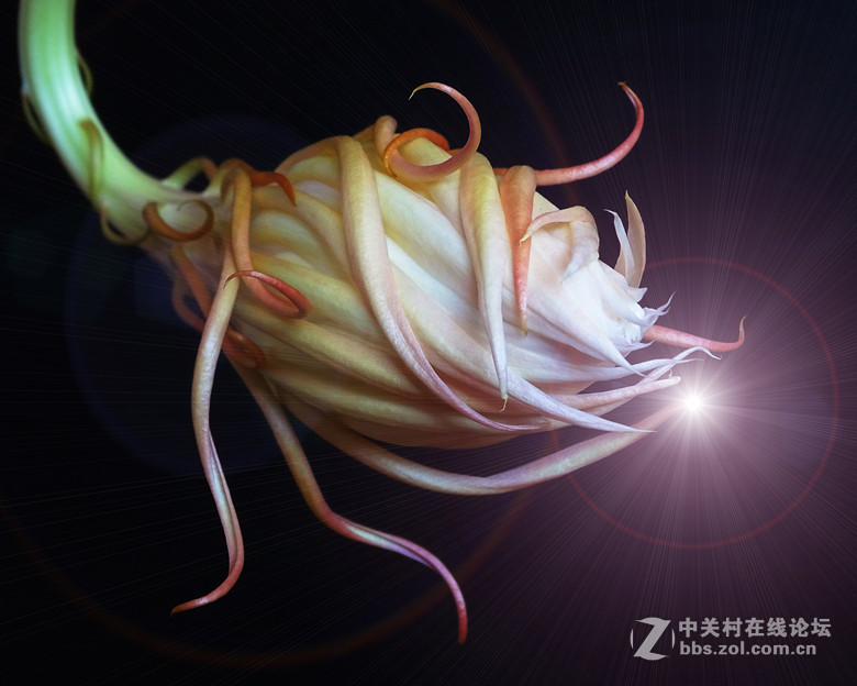 微距昙花延时摄影