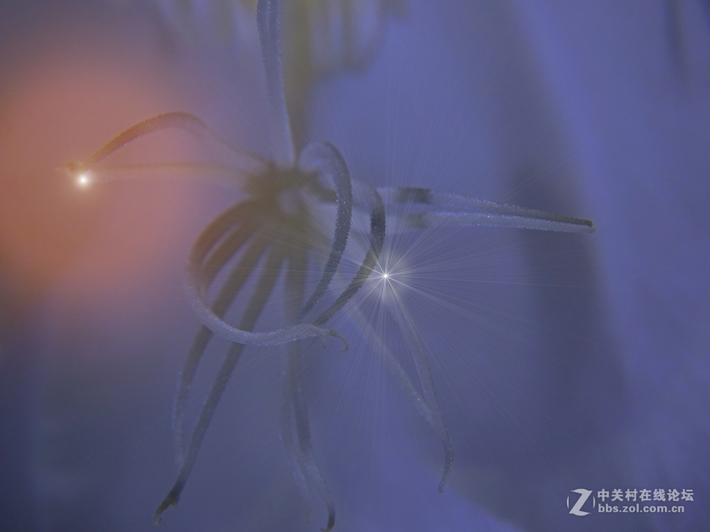 微距昙花延时摄影