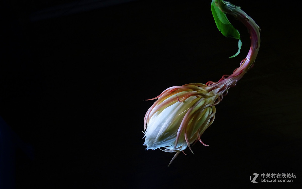 微距昙花延时摄影