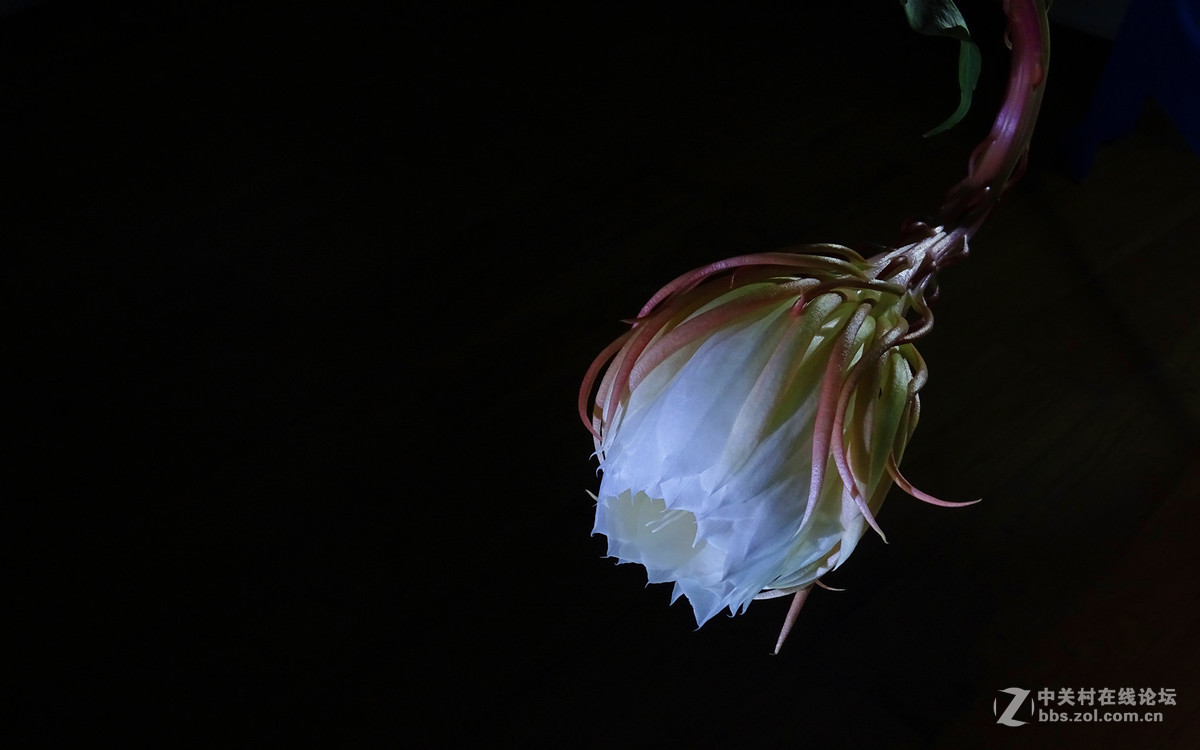 微距昙花延时摄影