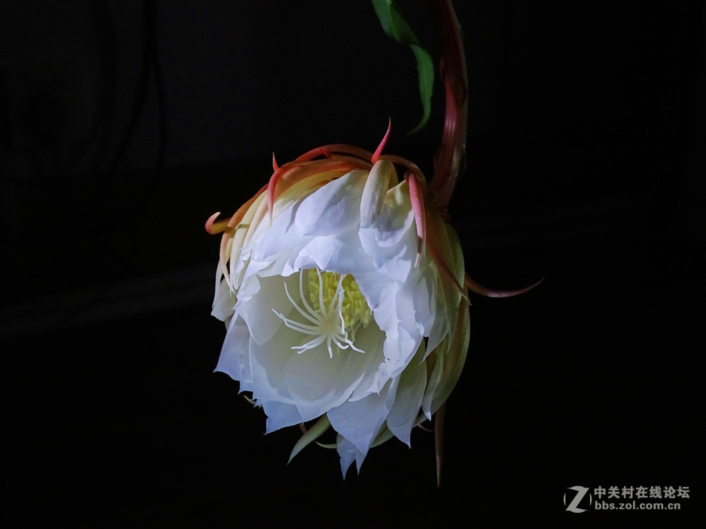 微距昙花延时摄影