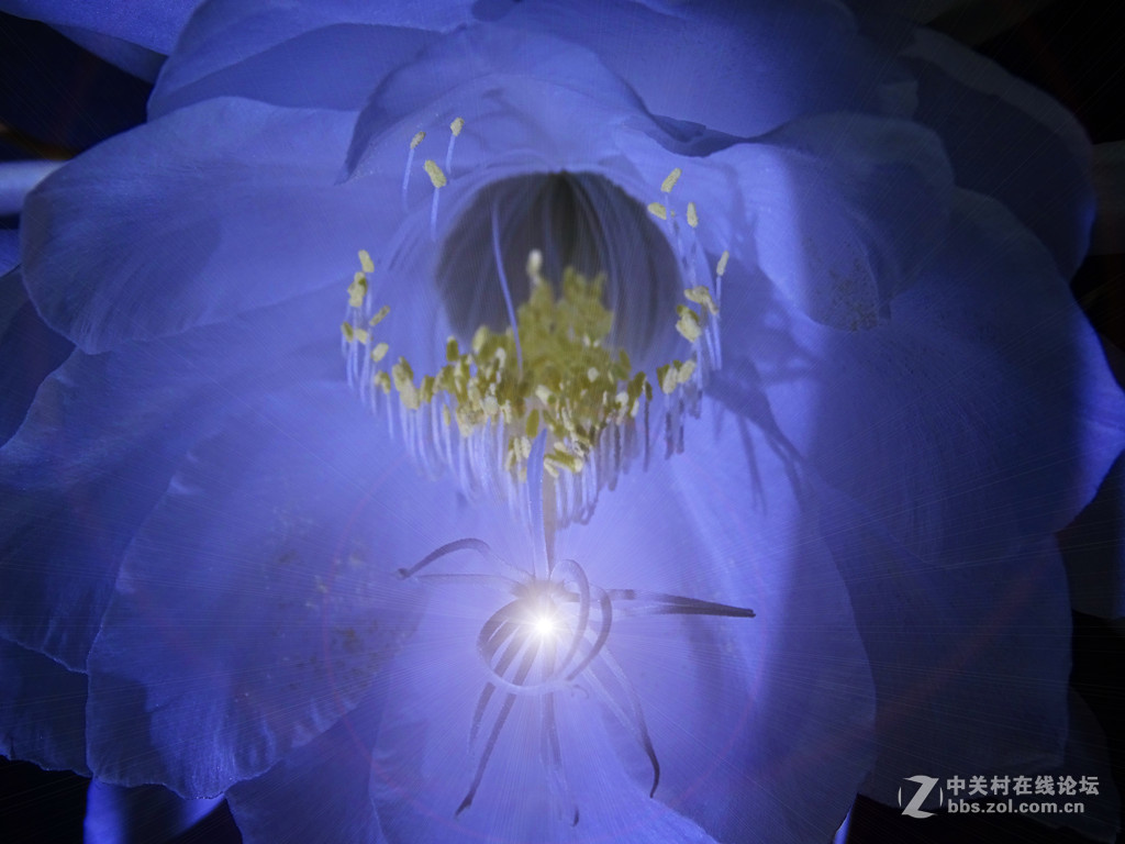 微距昙花延时摄影