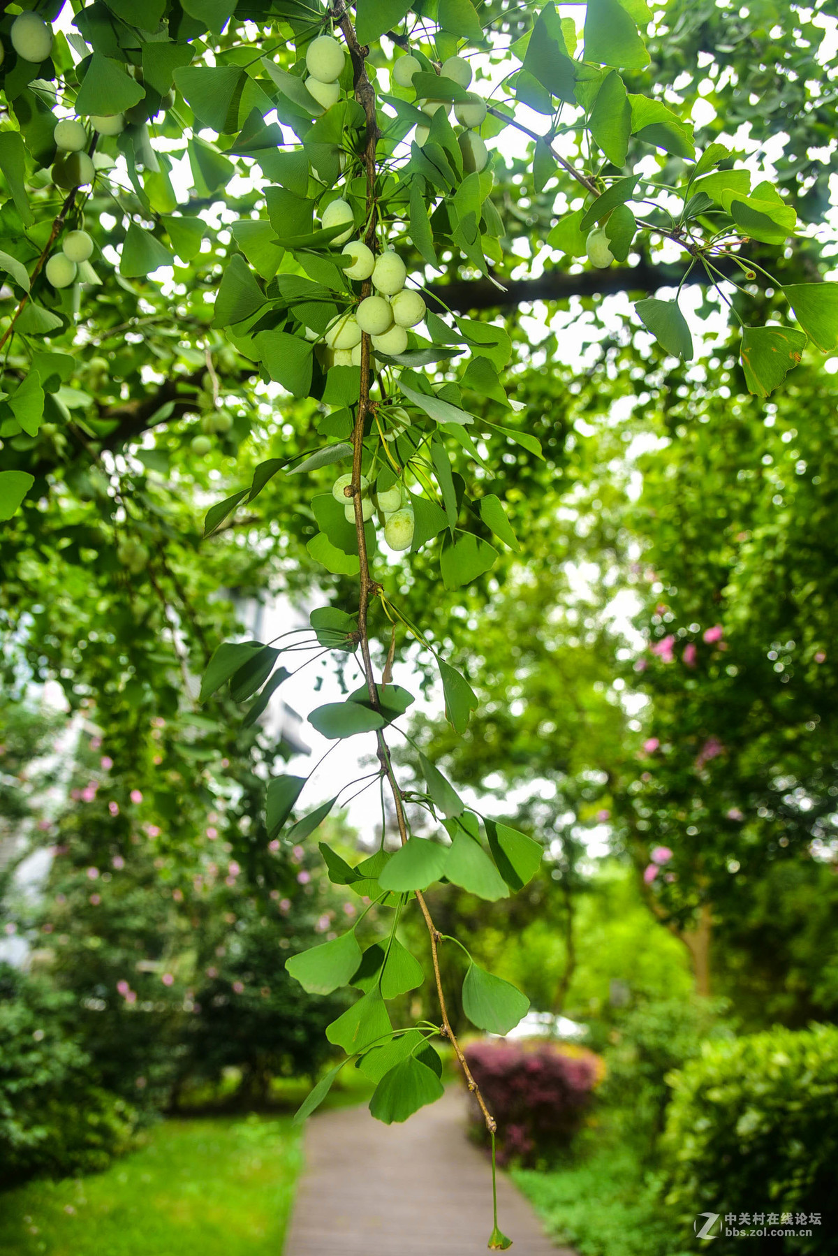 重發花草樹木