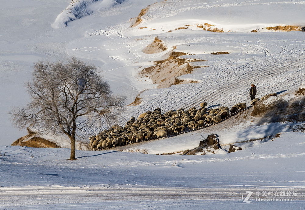 坝上雪地牧羊