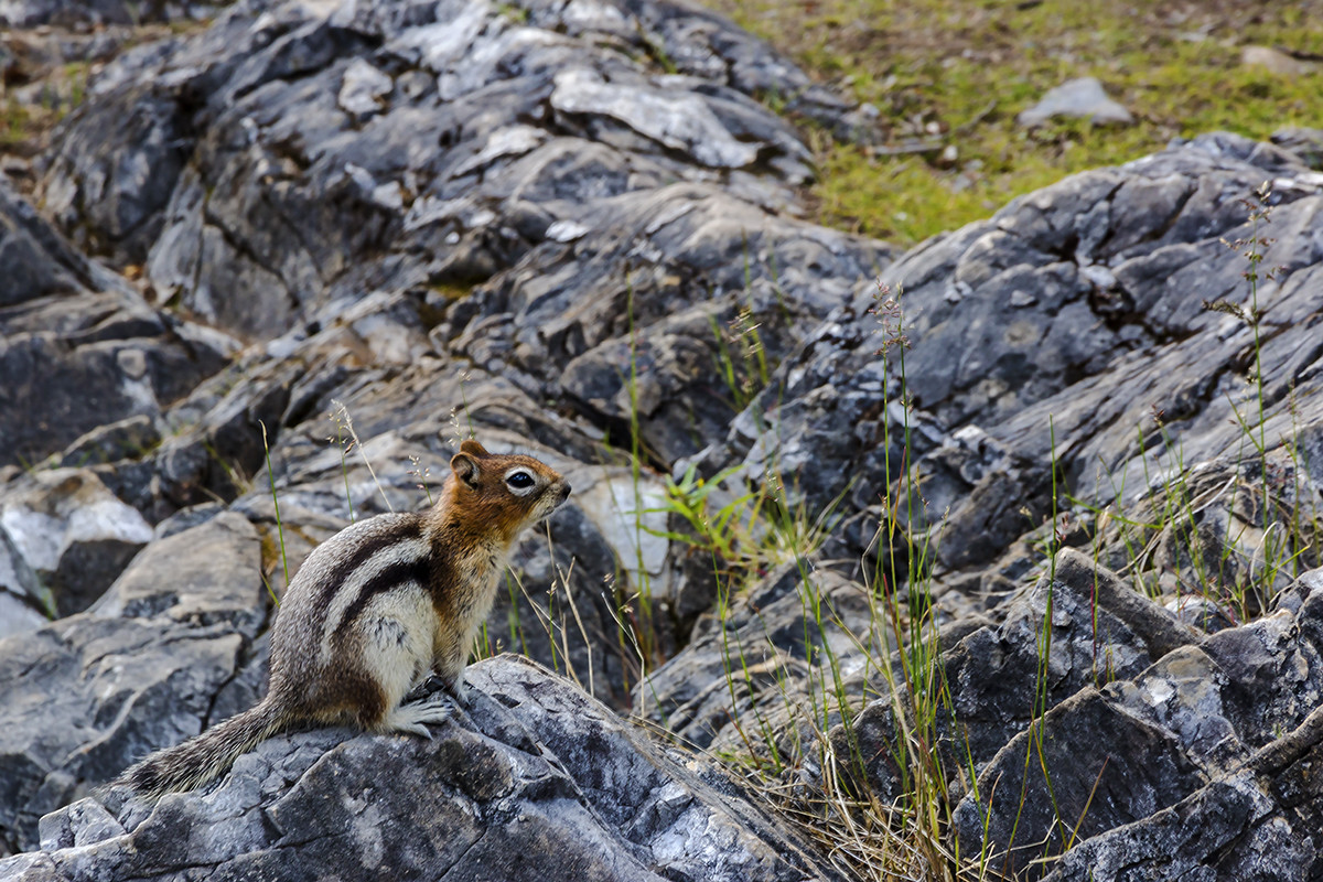 加拿大、美国游记（003）：赴班芙国家公园途中抓拍（二）