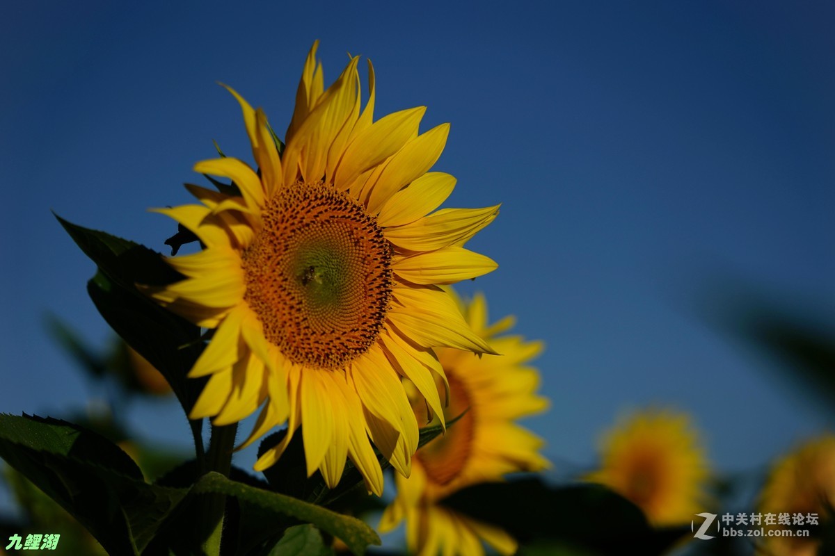 向陽花開金燦燦