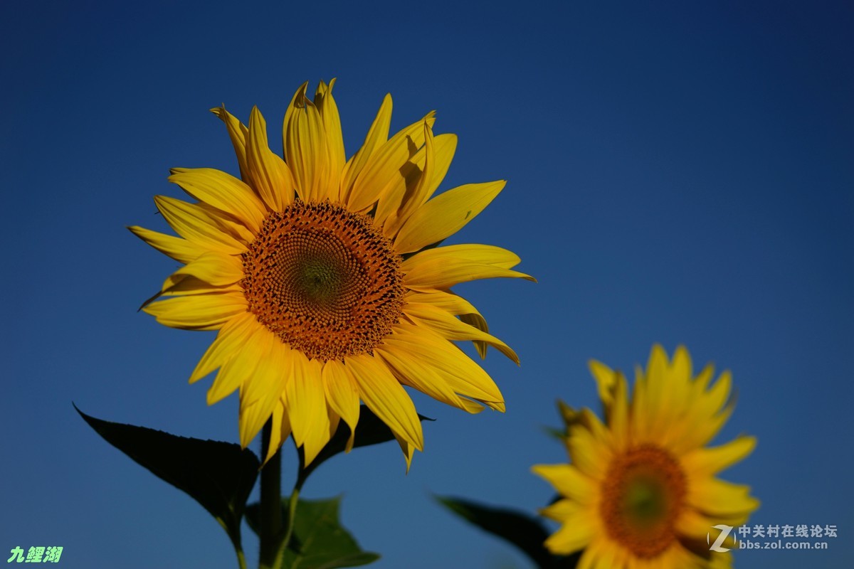 向陽花開金燦燦