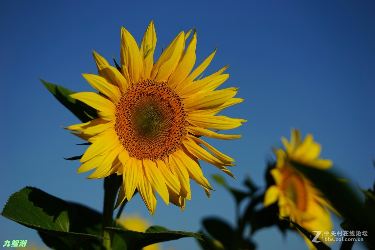 向陽花開金燦燦