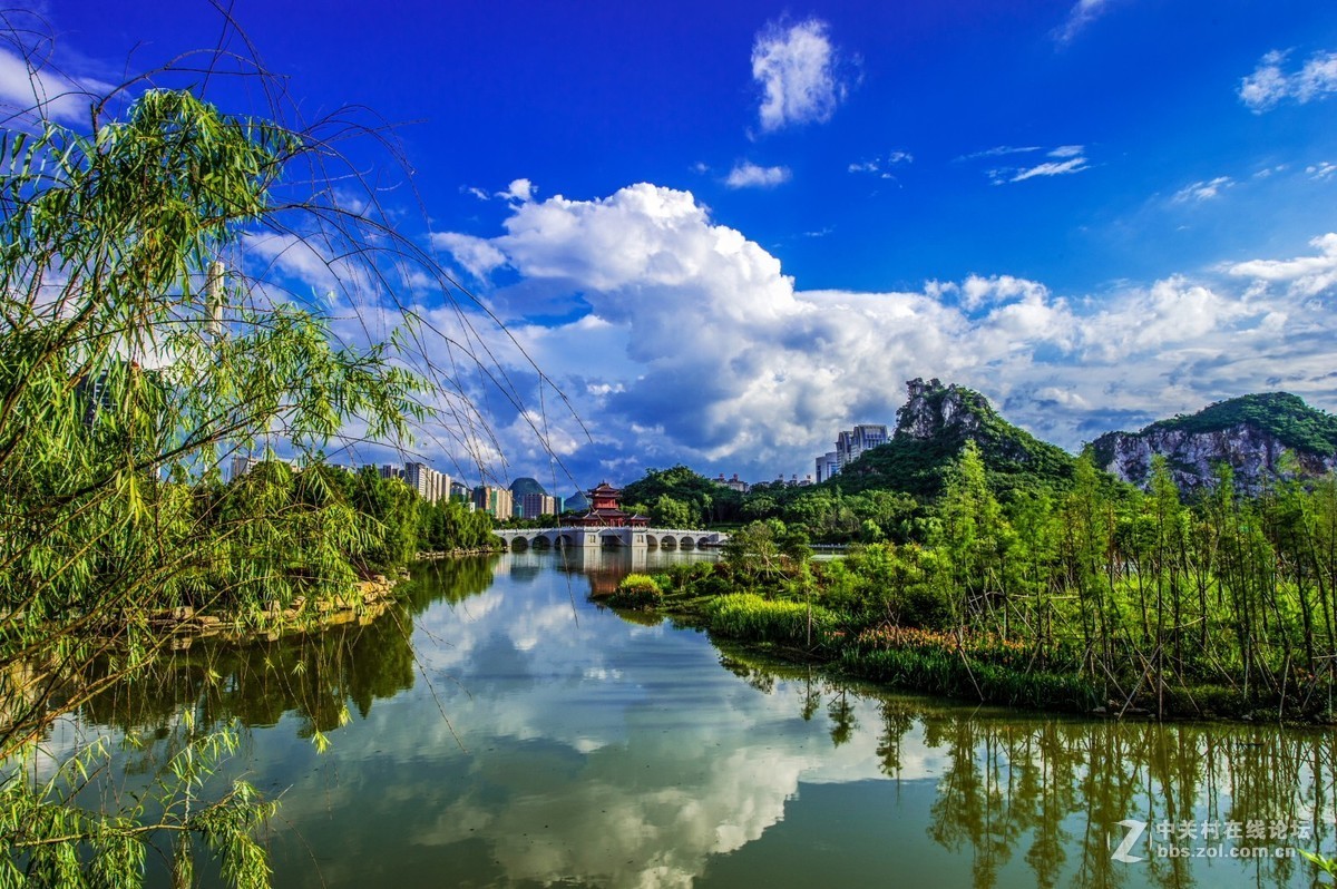 蓝黄金刚鹦鹉