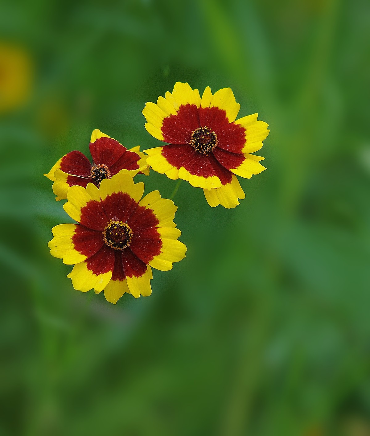 三色堇-中关村在线摄影论坛