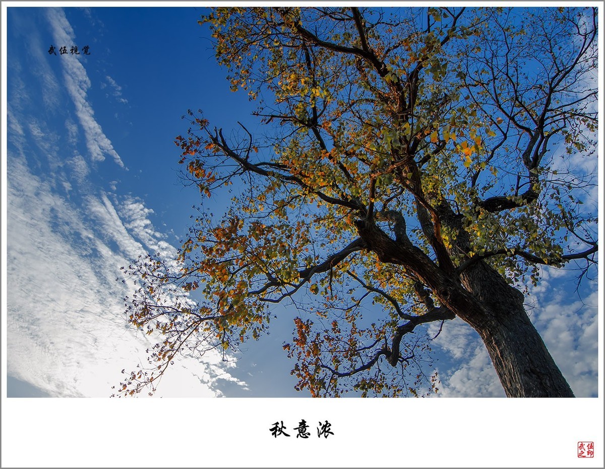 秋意浓