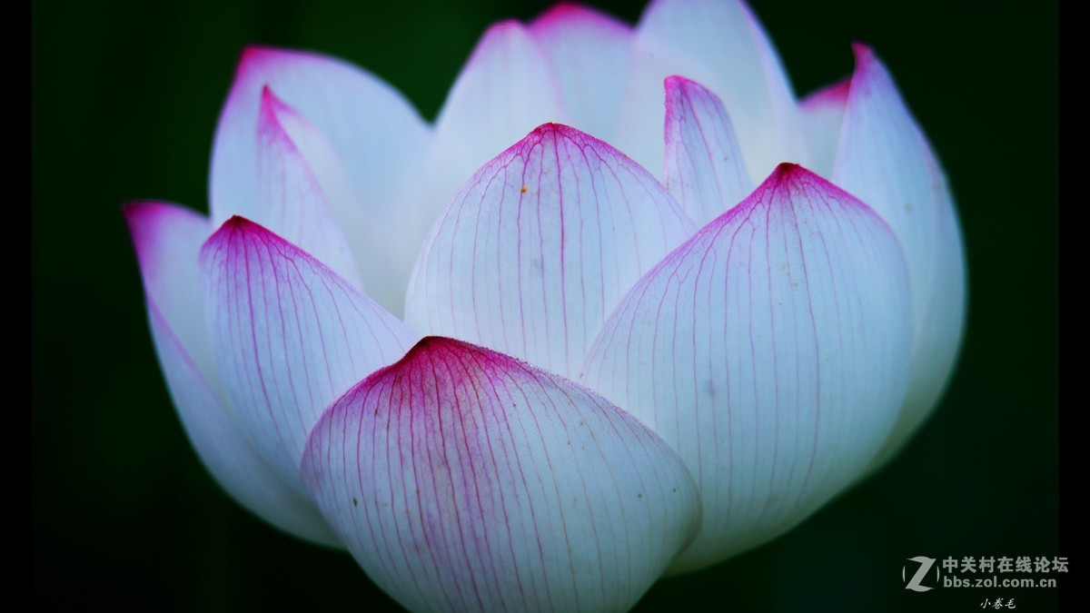 新进腾龙150-600大炮拍荷花