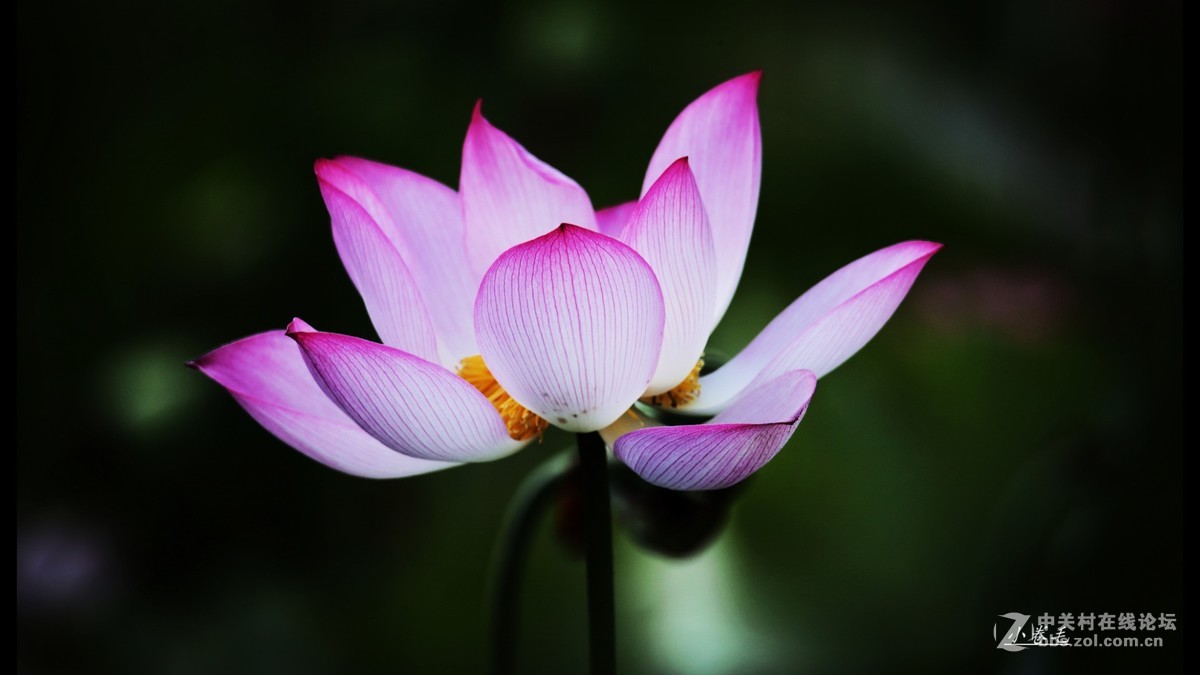 新进腾龙150-600大炮拍荷花