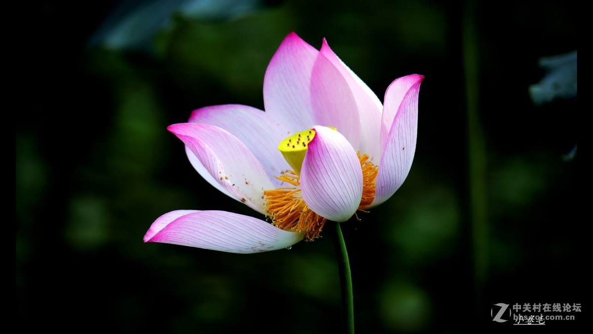 新进腾龙150-600大炮拍荷花