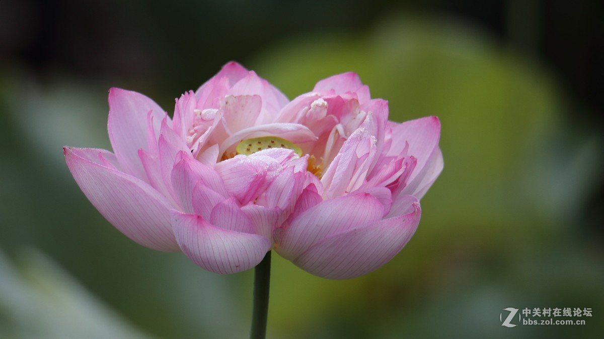 新进腾龙150-600大炮拍荷花