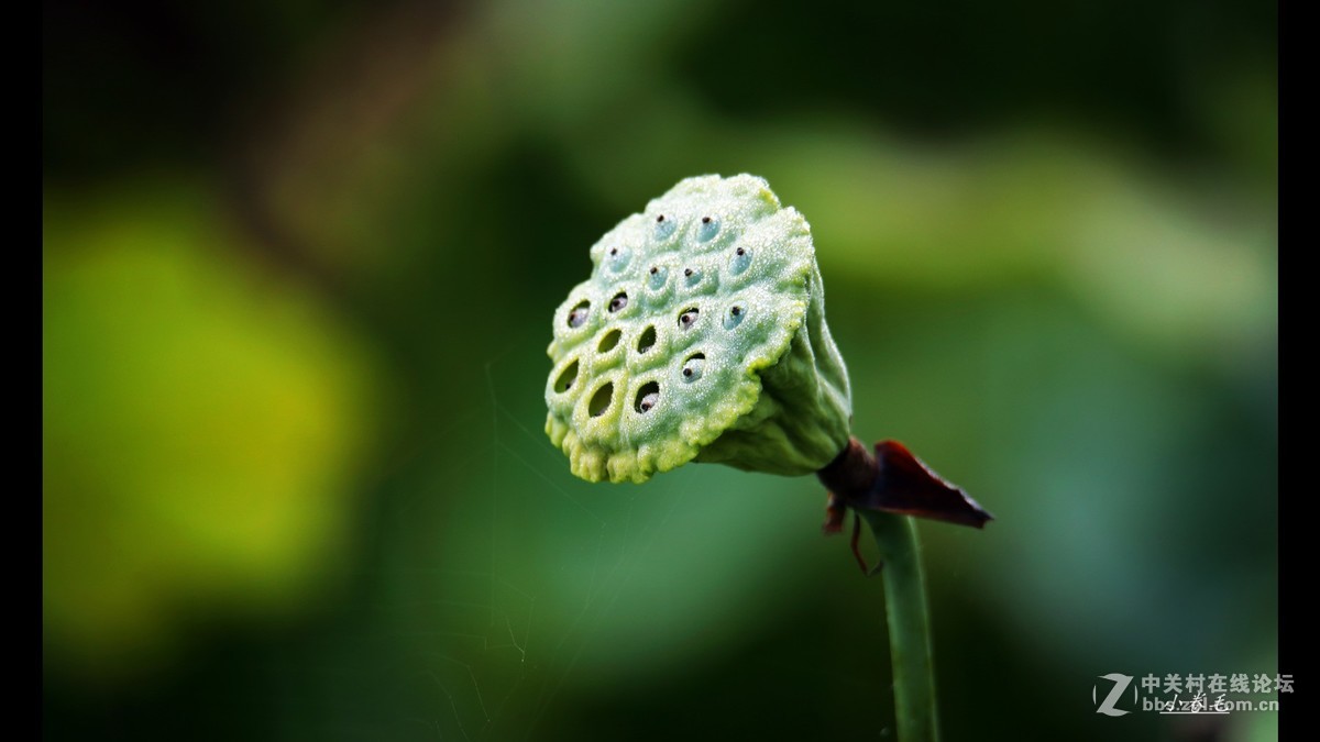 新进腾龙150-600大炮拍荷花