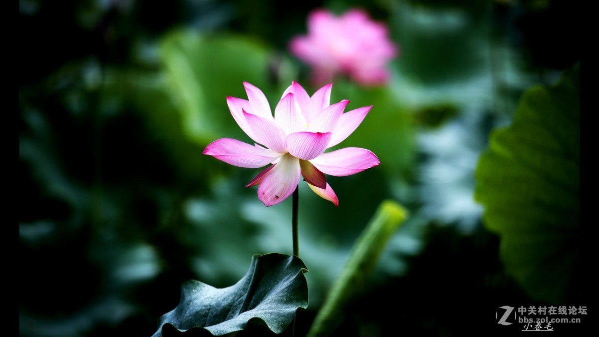 新进腾龙150-600大炮拍荷花