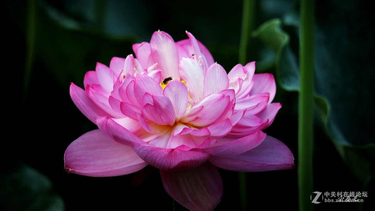 新进腾龙150-600大炮拍荷花