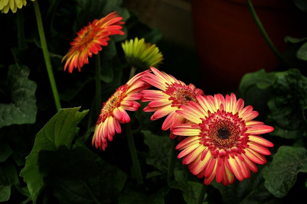 千种世园花卉顺义预展 纪实片（四）