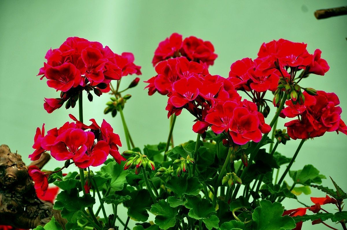 千种世园花卉顺义预展 纪实片（四）