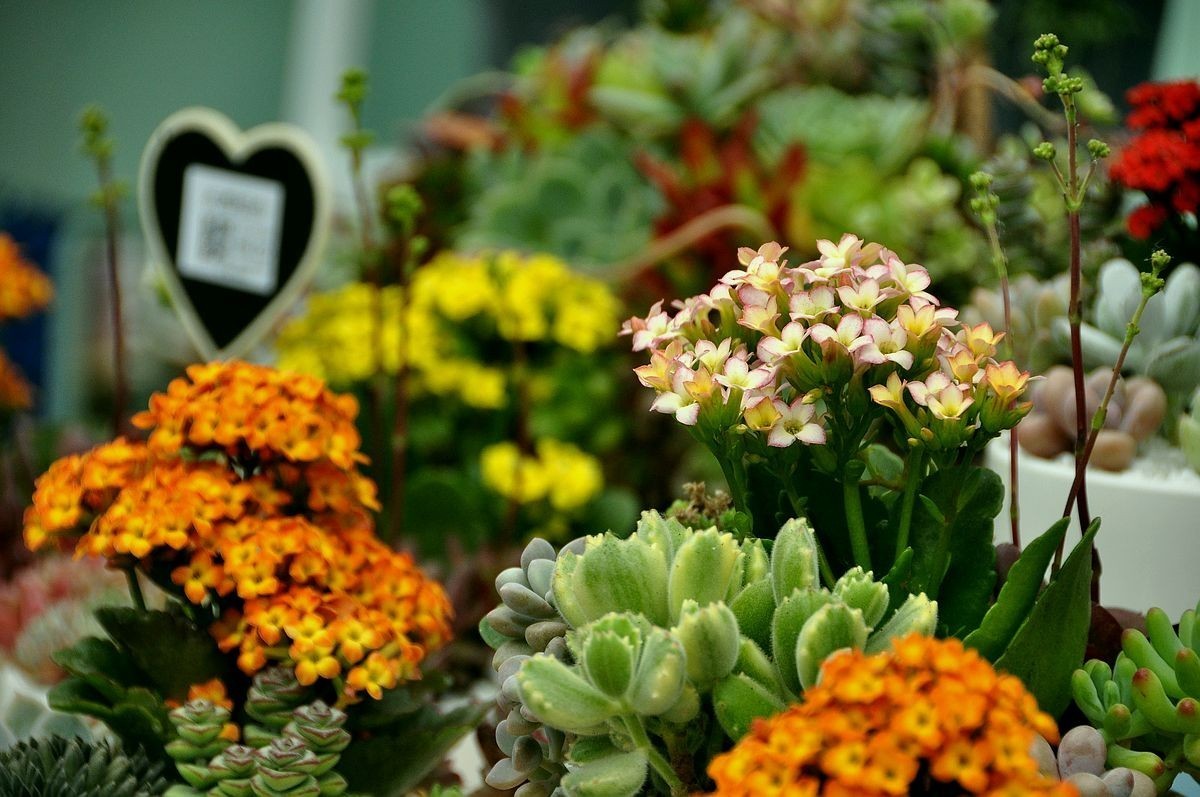 千种世园花卉顺义预展 纪实片（四）