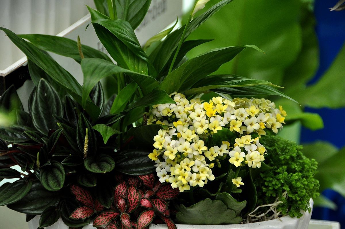 千种世园花卉顺义预展 纪实片（四）