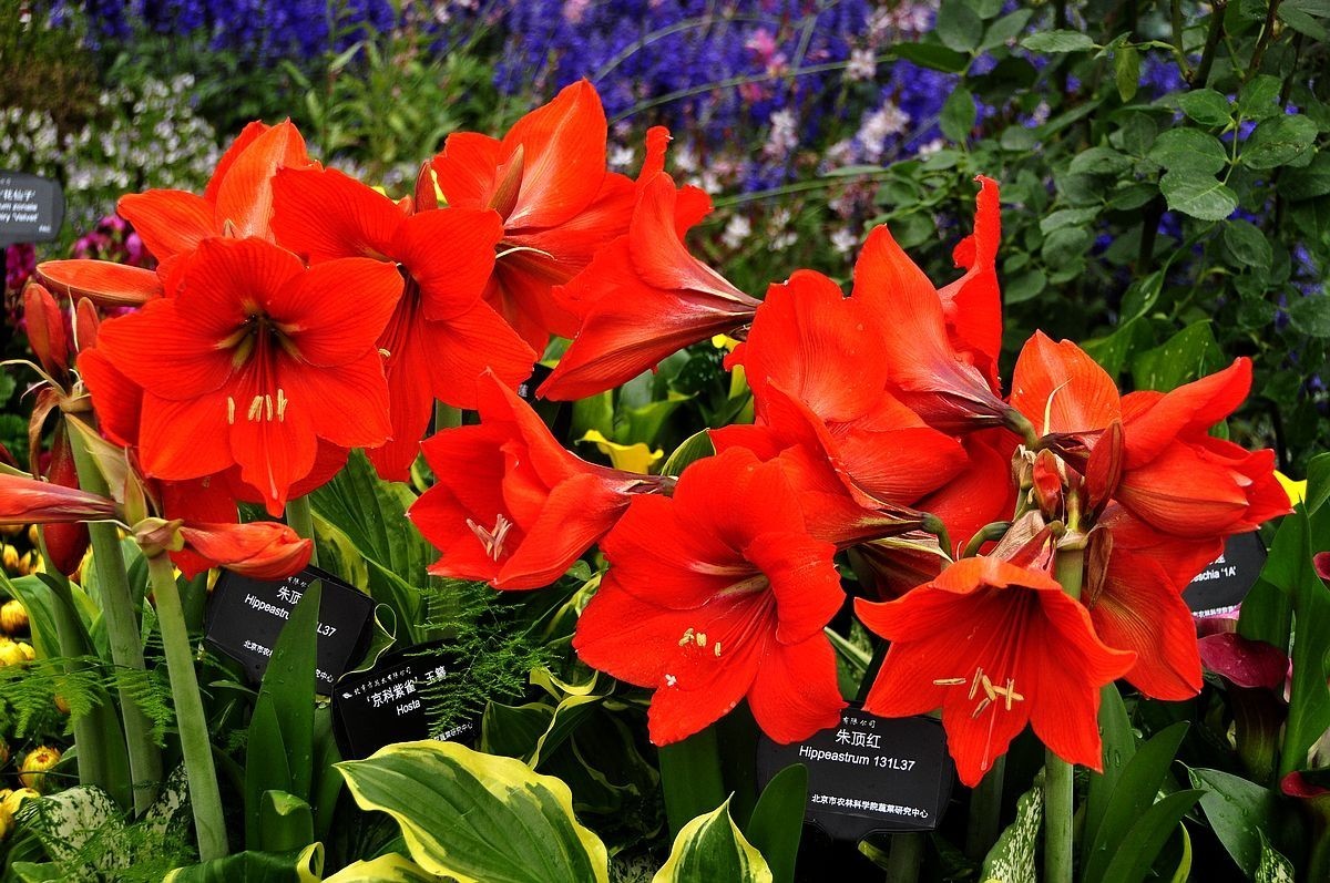 千种世园花卉顺义预展 纪实片（四）