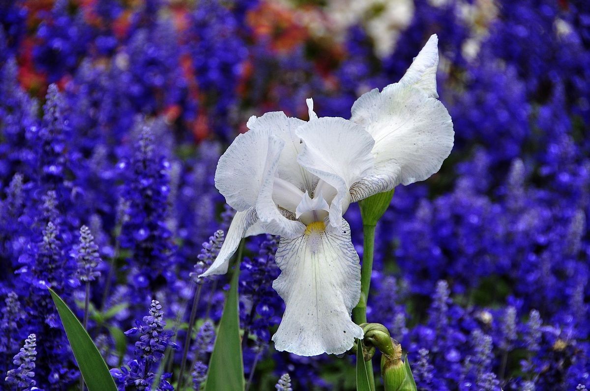 千种世园花卉顺义预展 纪实片（四）