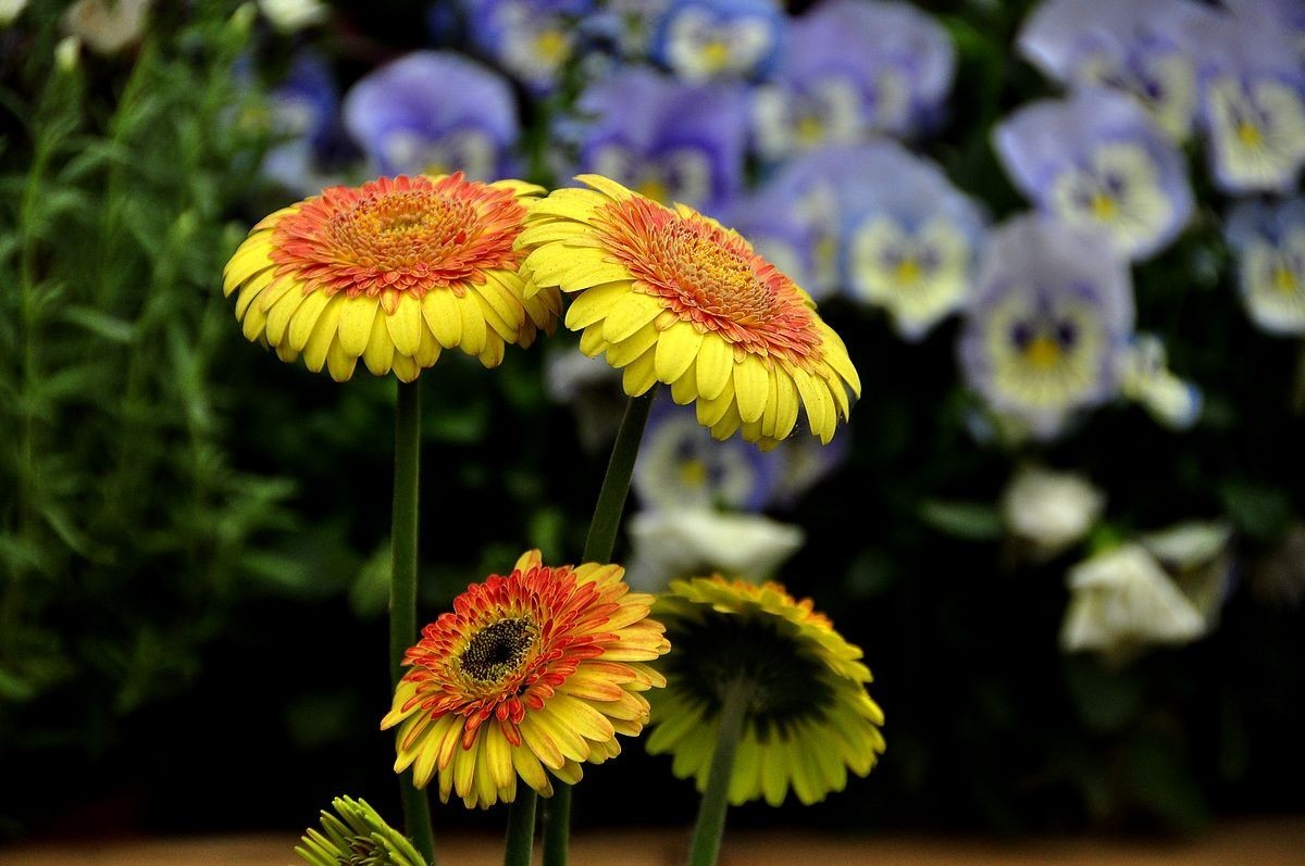 千种世园花卉顺义预展 纪实片（四）